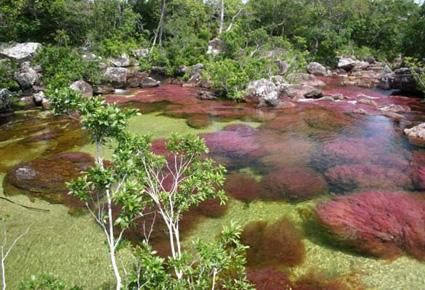 Caño Cristales wajahat22-2-2013 (